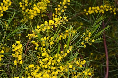 APII jpeg image of Acacia euthycarpa subsp. euthycarpa  © contact APII