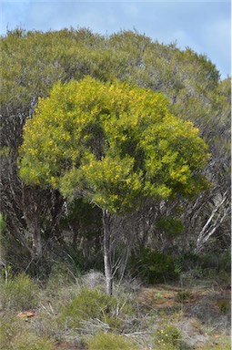 APII jpeg image of Acacia euthycarpa subsp. euthycarpa  © contact APII