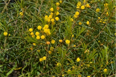 APII jpeg image of Acacia euthycarpa subsp. euthycarpa  © contact APII