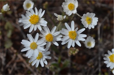 APII jpeg image of Rhodanthe corymbiflora  © contact APII