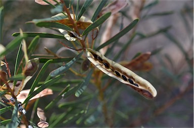 APII jpeg image of Acacia kybeanensis  © contact APII