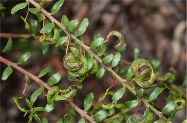 APII jpeg image of Acacia acinacea 'Ruby Tips'  © contact APII