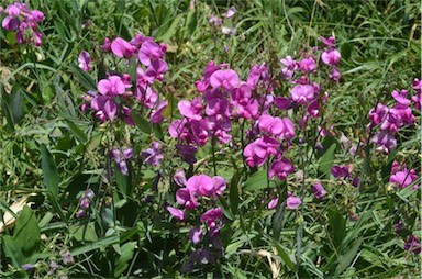 APII jpeg image of Lathyrus latifolius  © contact APII