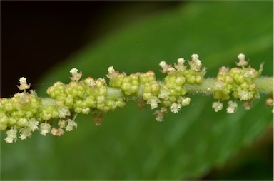 APII jpeg image of Acalypha nemorum  © contact APII