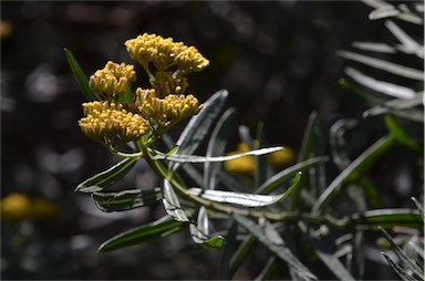 APII jpeg image of Cassinia straminea  © contact APII