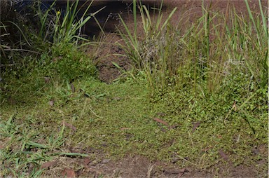 APII jpeg image of Hydrocotyle sibthorpioides  © contact APII