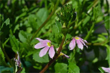 APII jpeg image of Scaevola 'Fairy Pink'  © contact APII