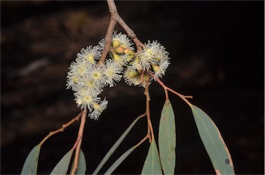 APII jpeg image of Eucalyptus radiata subsp. radiata  © contact APII