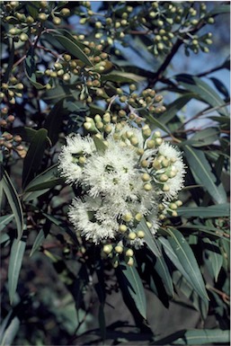 APII jpeg image of Eucalyptus curtisii  © contact APII