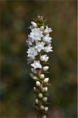 APII jpeg image of Epacris gunnii  © contact APII