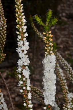 APII jpeg image of Epacris gunnii  © contact APII