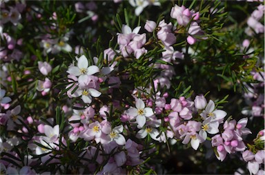 APII jpeg image of Boronia gunnii  © contact APII