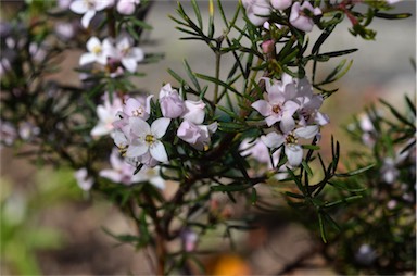 APII jpeg image of Boronia hemichiton  © contact APII