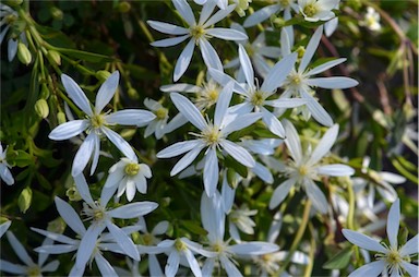 APII jpeg image of Clematis gentianoides  © contact APII