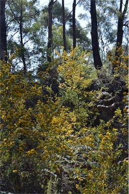 APII jpeg image of Pultenaea daphnoides  © contact APII