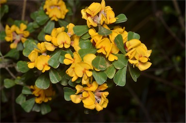 APII jpeg image of Pultenaea daphnoides  © contact APII