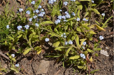 APII jpeg image of Myosotis sylvatica  © contact APII