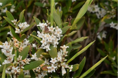 APII jpeg image of Leucopogon parviflorus  © contact APII