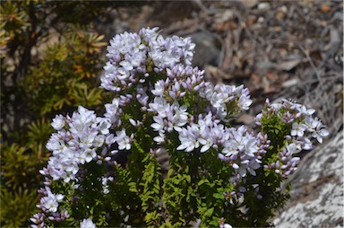 APII jpeg image of Veronica formosa  © contact APII