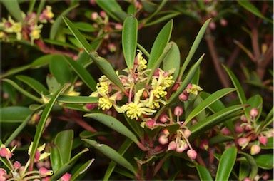 APII jpeg image of Tasmannia lanceolata  © contact APII