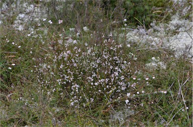 APII jpeg image of Leucopogon collinus  © contact APII