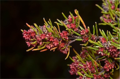 APII jpeg image of Dodonaea filiformis  © contact APII