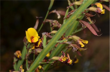 APII jpeg image of Bossiaea riparia  © contact APII