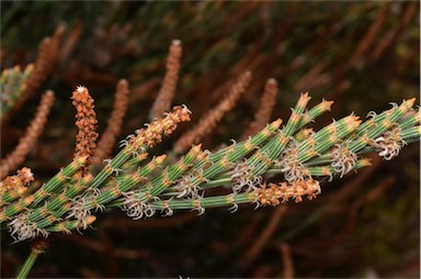 APII jpeg image of Allocasuarina crassa  © contact APII