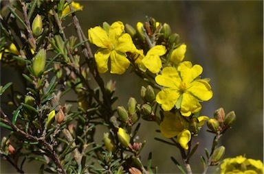 APII jpeg image of Hibbertia riparia  © contact APII