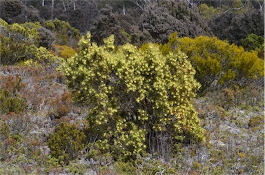 APII jpeg image of Hakea epiglottis  © contact APII