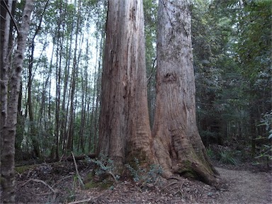 APII jpeg image of Eucalyptus obliqua  © contact APII