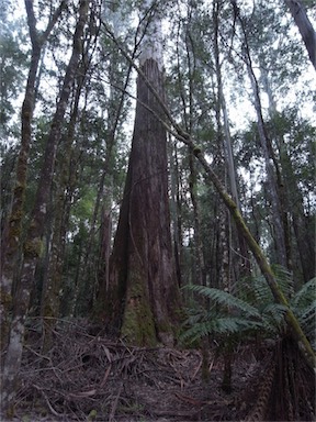 APII jpeg image of Eucalyptus regnans  © contact APII