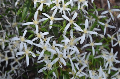 APII jpeg image of Clematis aristata  © contact APII