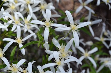 APII jpeg image of Clematis aristata  © contact APII