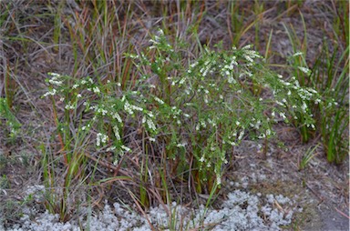 APII jpeg image of Thryptomene micrantha  © contact APII