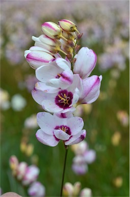 APII jpeg image of Ixia maculata  © contact APII