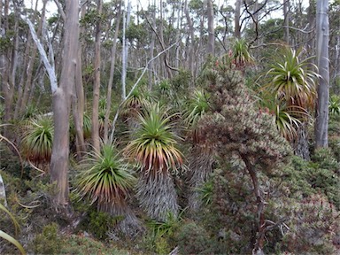 APII jpeg image of Richea pandanifolia  © contact APII