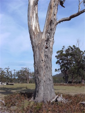 APII jpeg image of Eucalyptus viminalis  © contact APII