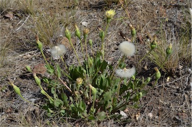 APII jpeg image of Urospermum dalechampii  © contact APII