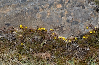 APII jpeg image of Hibbertia fasciculata  © contact APII