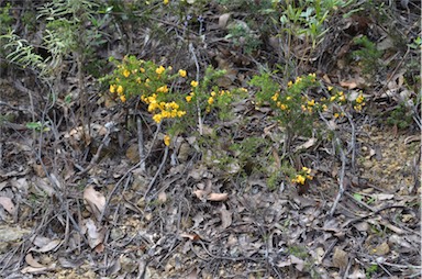 APII jpeg image of Pultenaea juniperina  © contact APII