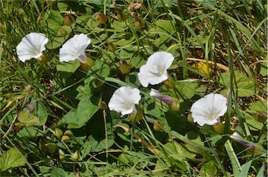 APII jpeg image of Calystegia silvatica  © contact APII