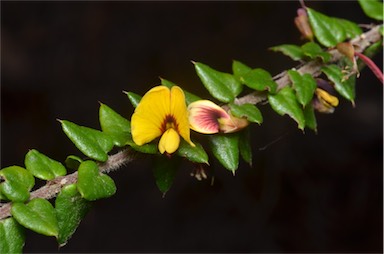 APII jpeg image of Bossiaea cinerea  © contact APII