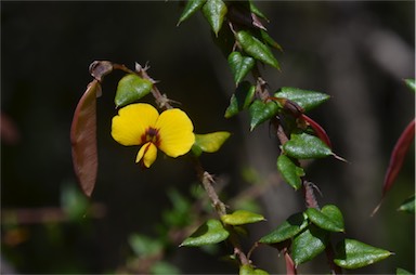 APII jpeg image of Bossiaea cinerea  © contact APII