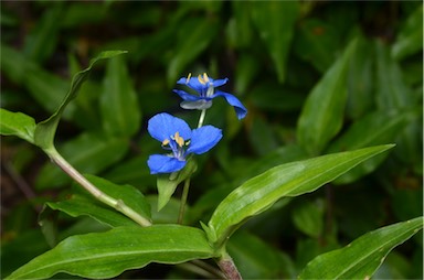 APII jpeg image of Commelina cyanea  © contact APII