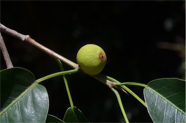 APII jpeg image of Ficus henneana  © contact APII