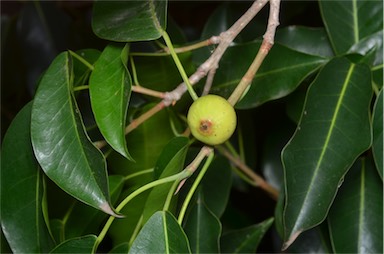 APII jpeg image of Ficus henneana  © contact APII