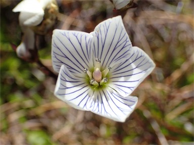 APII jpeg image of Gentianella muelleriana  © contact APII