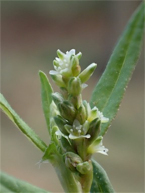 APII jpeg image of Persicaria prostrata  © contact APII