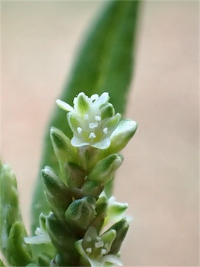 APII jpeg image of Persicaria prostrata  © contact APII